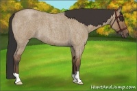 Horse Color:Bay Roan Dun Brindle
