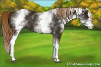 Horse Color:White Spotted Midnight Chestnut Splash 