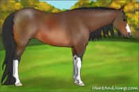 Horse Color:Brown 