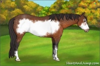 Horse Color:Buckskin Sabino Frame Rabicano