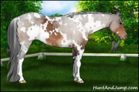 Horse Color:White Spotted Brown Appaloosa 