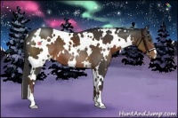 Horse Color:White Spotted Liver Chestnut 