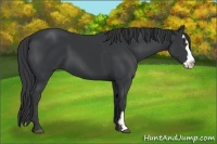 Horse Color:Black Splash Frame
