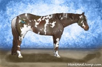 Horse Color:White Spotted Liver Chestnut 