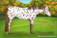 Horse Color:Chestnut Near Leopard