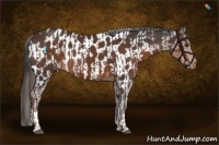 Horse Color:Liver Chestnut  and Liver Chestnut Appaloosa 