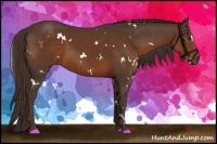 Horse Color:White Spotted Liver Chestnut 