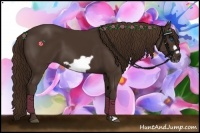 Horse Color:Liver Chestnut Frame 