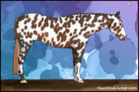 Horse Color:Liver Chestnut Appaloosa