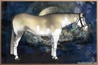 Horse Color:Smoky Blue Onyx Splash 