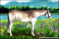 Horse Color:Buckskin Onyx Splash