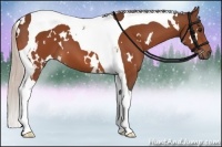 Horse Color:White Spotted Silver Bay Tobiano