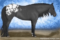 Horse Color:Blue Roan Appaloosa 