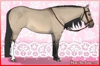 Horse Color:Brown Dun 