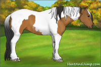 Horse Color:Bay Tobiano 