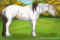Horse Color:Bay Dun Tobiano Appaloosa