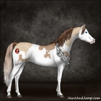 Horse Color:Red Dun Splash  and Red Dun Splash 