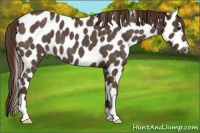 Horse Color:Liver Red Roan Appaloosa