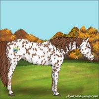 Horse Color:Chestnut Appaloosa 