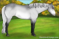 Horse Color:Silver Bay Chinchilla Appaloosa Rabicano 