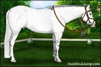 Horse Color:Silver Bay Chinchilla Dun Appaloosa Rabicano 