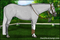 Horse Color:Silver Grullo Chinchilla 