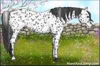 Horse Color:Black Near Leopard 