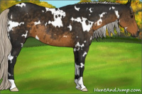 Horse Color:Gray White Spotted Silver Smoky Black 
