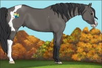 Horse Color:Grullo Sabino Splash Tobiano and Grullo Splash