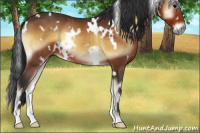 Horse Color:White Spotted Bay Onyx 