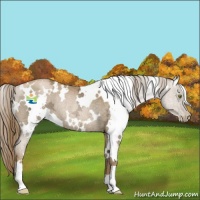 Horse Color:White Spotted Liver Chestnut Ice Pearl Rabicano 