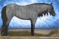 Horse Color:Blue Roan Varnish 
