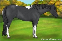 Horse Color:Blue Roan Tobiano 