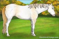 Horse Color:White Spotted Gold Champagne Dun 