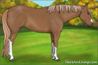 Horse Color:Gray Palomino 