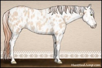 Horse Color:Gold Champagne Dun Appaloosa Rabicano  and Gold Champagne Dun Appaloosa Rabicano 