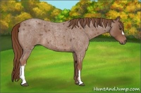 Horse Color:Red Roan 