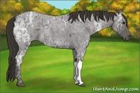 Horse Color:Smoky Blue Ice Roan 