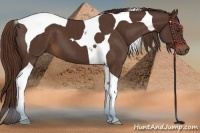Horse Color:Liver Chestnut Tobiano 