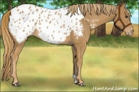 Horse Color:Chestnut Appaloosa 