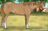Horse Color:Chestnut Splash 