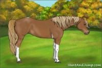 Horse Color:Chestnut Tobiano