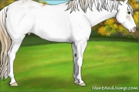 Horse Color:Chestnut Sabino Appaloosa Rabicano