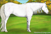 Horse Color:Watercolor White Spotted Silver Classic Cream Champagne Ice Pearl Dun Sabino 