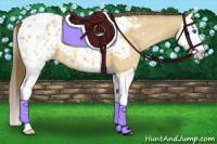 Horse Color:Amber Cream Champagne Splash Appaloosa 