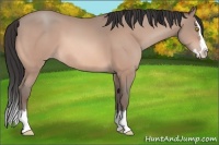 Horse Color:Amber Champagne Sabino Splash 