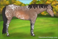 Horse Color:Bay Ice Appaloosa 