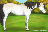 Horse Color:White Spotted Bay Dun