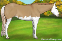 Horse Color:Red Dun Splash 