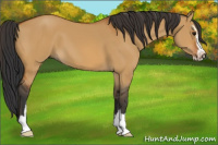 Horse Color:Bay Dun Sabino